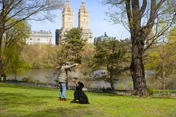 Mujer Entrena Schnauzer Gigante Central Park — Foto de Stock