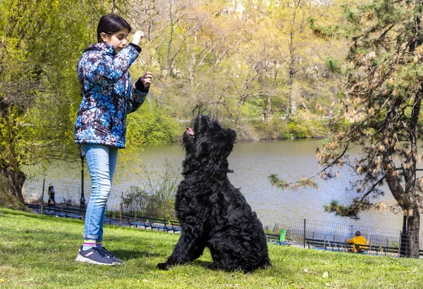Lovely Young Girl Training Giant Schnauzer Central Park — Stock Photo, Image