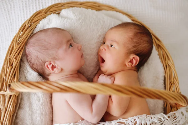 Two Funny Twins Laying Basket — Stock Photo, Image