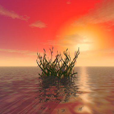 Okyanusun yüzeyinde gizemli bush