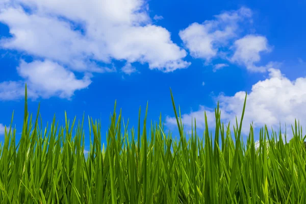 草和多云的天空 — 图库照片