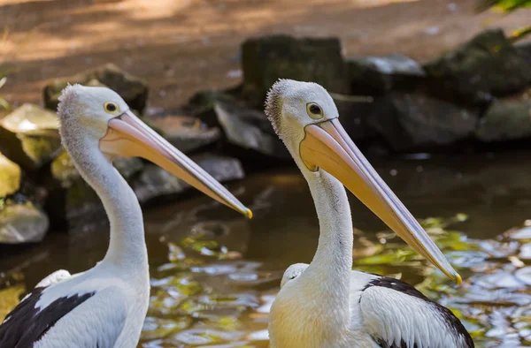 Pelican à Bali Island Indonésie — Photo