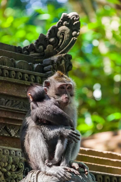 Mono en parque forestal en Ubud - Bali Indonesia —  Fotos de Stock