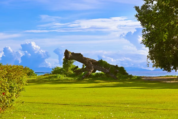 Old tree at tropical beach - Seychelles — Stock Photo, Image