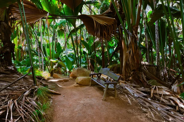 Pathway in jungle - Vallee de Mai - Seychelles — Stock Photo, Image