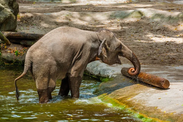 Elephant in water — Stock Photo, Image