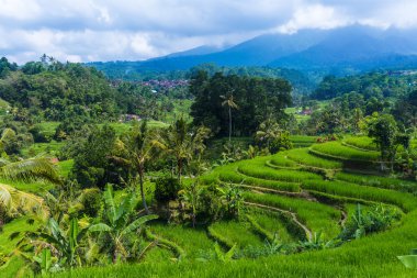 Pirinç tarlaları - Bali Adası Endonezya