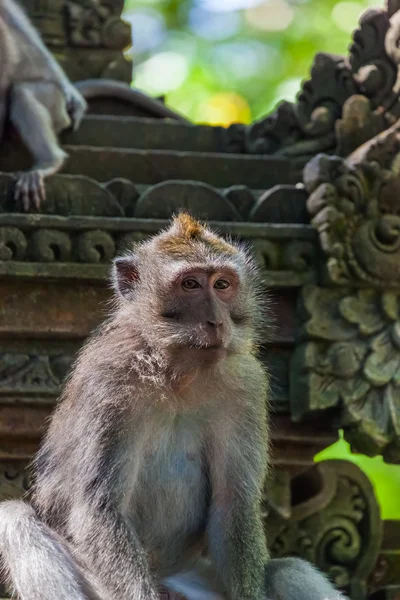 Macaco no parque florestal em Ubud - Bali Indonesia — Fotografia de Stock