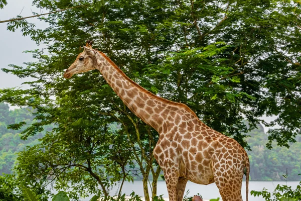 Girafe dans le parc - fond animal — Photo