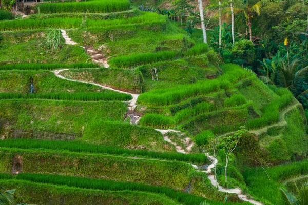 Rice fields Jatiluwih - Bali island Indonesia — Stock Photo, Image