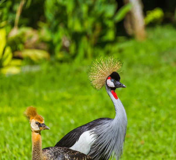 Grey Crowned Crane in Bali Island Indonesia — Stock Photo, Image