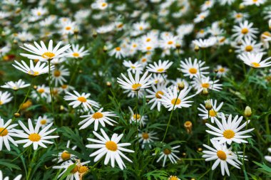 Papatya çiçekler - çiçek arka plan