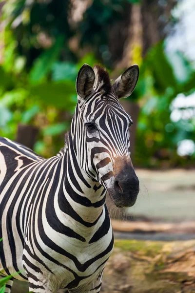 Zebra v parku - zvířecí pozadí — Stock fotografie