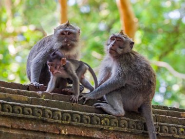 Maymun orman Park Ubud - Bali Endonezya