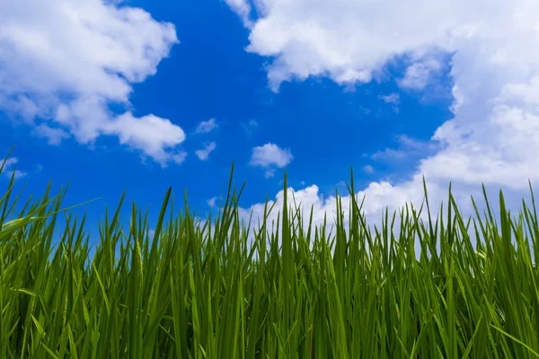 Gräs och mulen himmel — Stockfoto