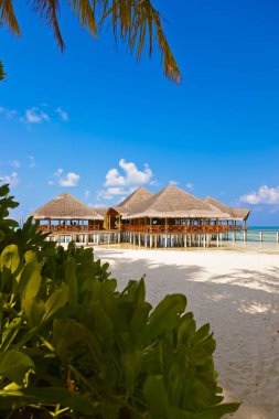 Tropik Maldivler ada Cafe