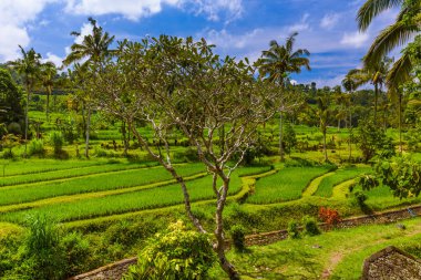 Pirinç tarlaları - Bali Adası Endonezya