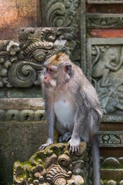 Affe im Waldpark in ubud - bali indonesien — Stockfoto