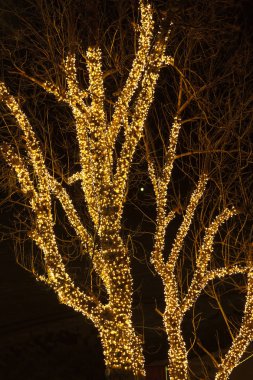 ağaç ve Noel ışıkları