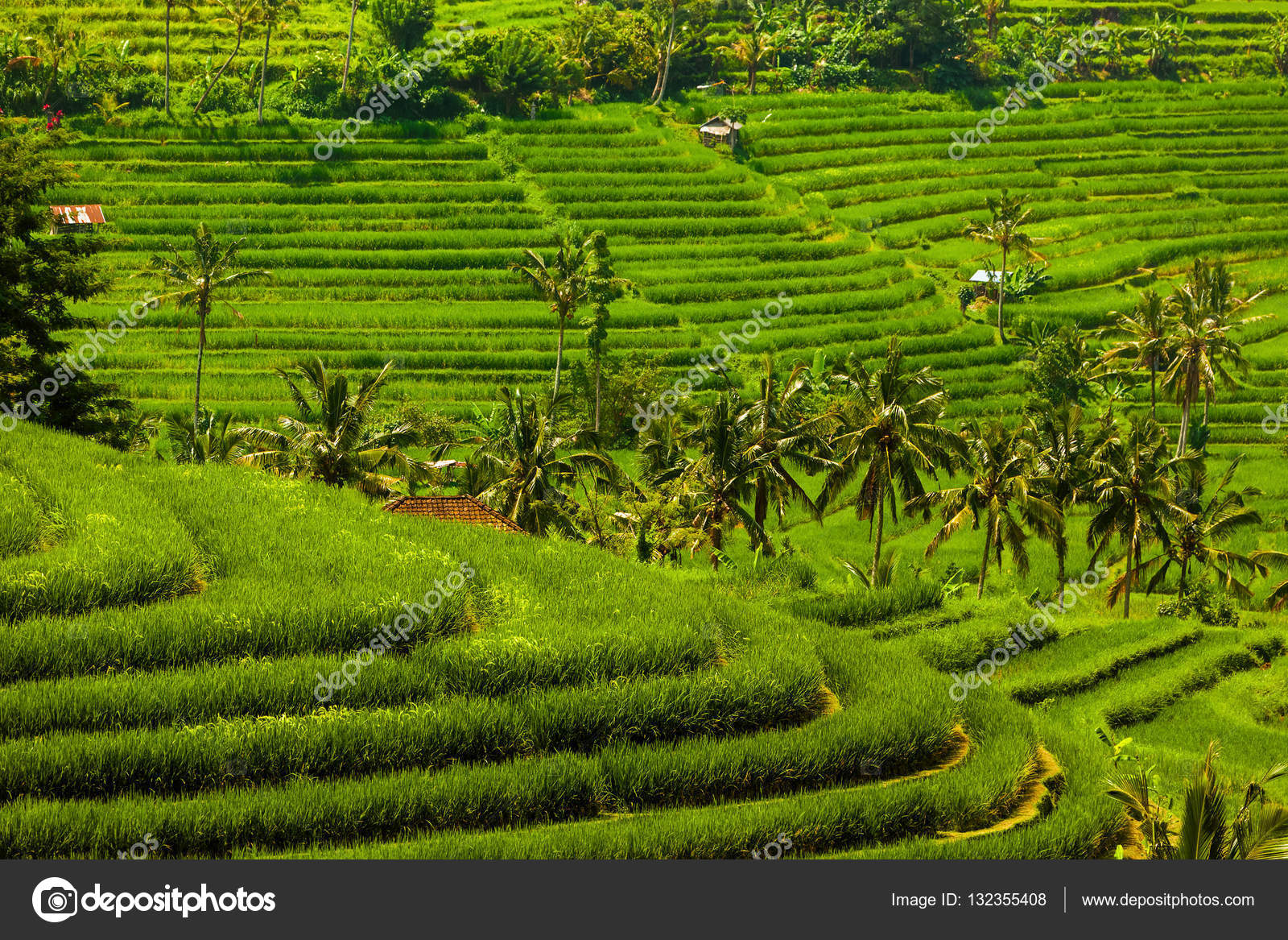 Rice fields - Bali island Indonesia Stock Photo by ©Violin 132355408