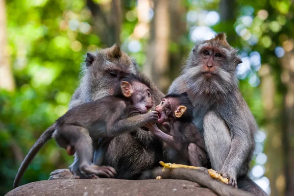 猴子在森林公园在巴厘岛-巴厘岛 — 图库照片