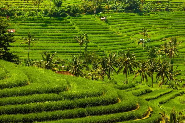 Risfälten - Bali island Indonesien — Stockfoto