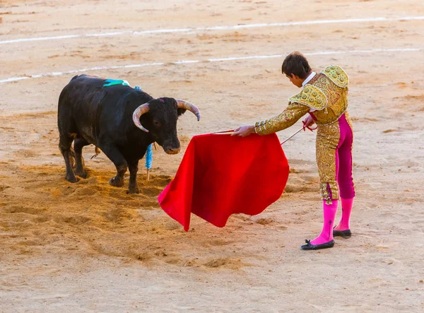 MOITA LISBONNE, PORTUGAL - 14 SEPTEMBRE : Matador et taureau en tournée — Photo