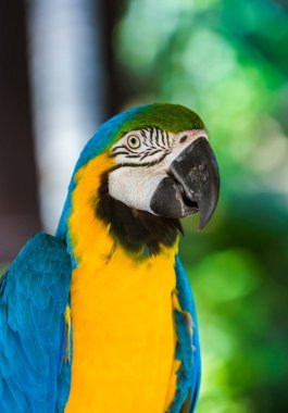 Papağan Bali Adası Endonezya