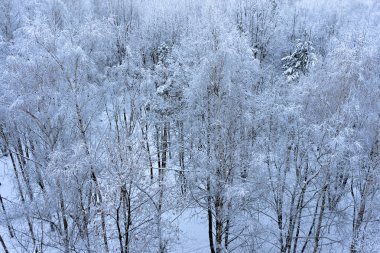 Kış orman - doğa arka plan