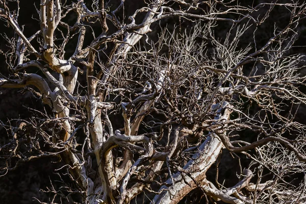 Oude boom in Bergen - natuur achtergrond — Stockfoto