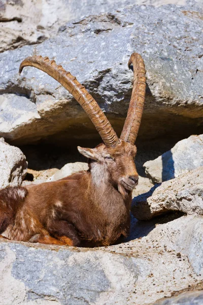 Alpine ibex - dyrehage i Innsbruck Østerrike - dyrebakgrunn – stockfoto