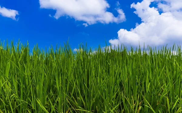 Erba e cielo nuvoloso — Foto Stock