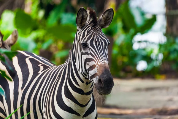 Zebra in park - animal background — Stock Photo, Image