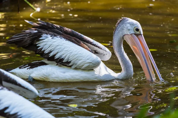 Pelican à Bali Island Indonésie — Photo