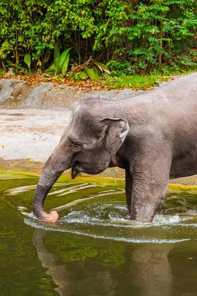 Elephant in water — Stock Photo, Image