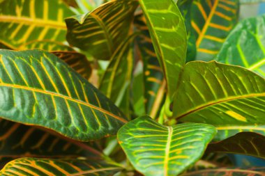 Kroton ağaç codiaeum yaprakları