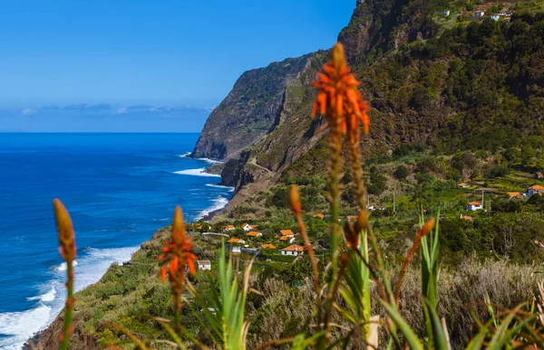 Blumen an der Küste in boaventura - madeira portugal — Stockfoto