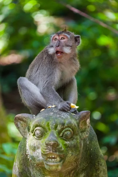 Macaco no parque florestal em Ubud - Bali Indonesia — Fotografia de Stock