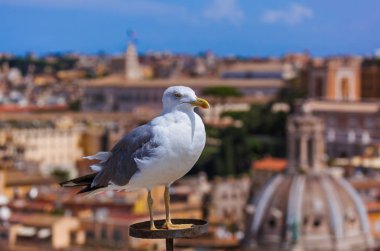 Martı ve Roma İtalya cityscape