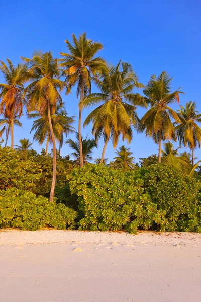 Tropický ostrov Maledivy — Stock fotografie