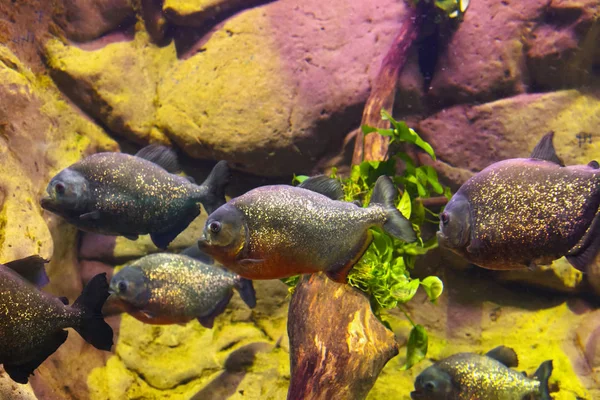 Peixes e recifes de corais em Aquário — Fotografia de Stock