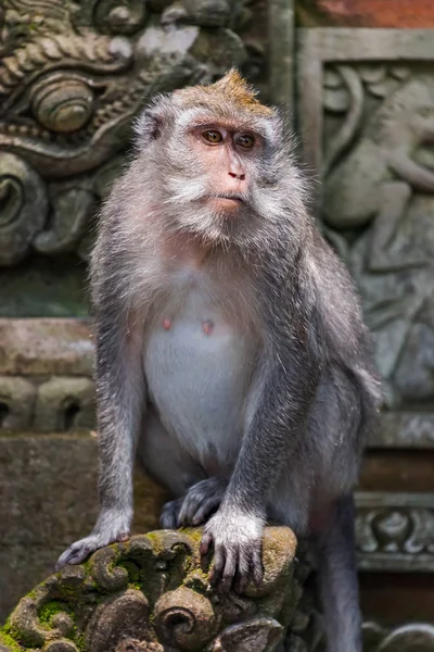 Opice v lesoparku v Ubud - Bali Indonésie — Stock fotografie