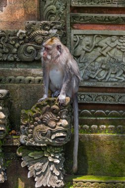 Maymun orman Park Ubud - Bali Endonezya