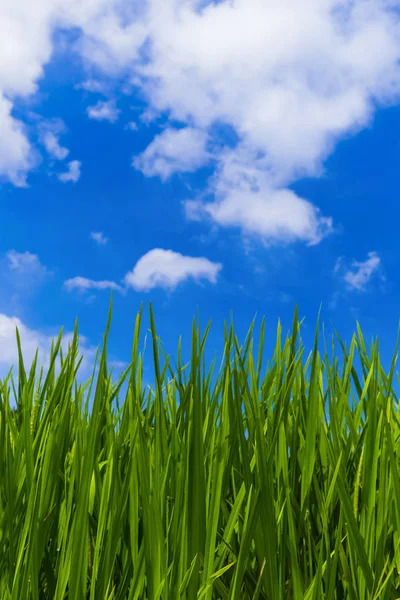 Gräs och mulen himmel — Stockfoto