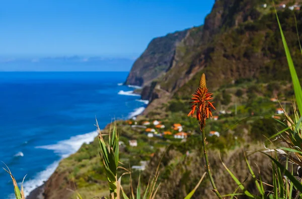 Blumen an der Küste in boaventura - madeira portugal — Stockfoto