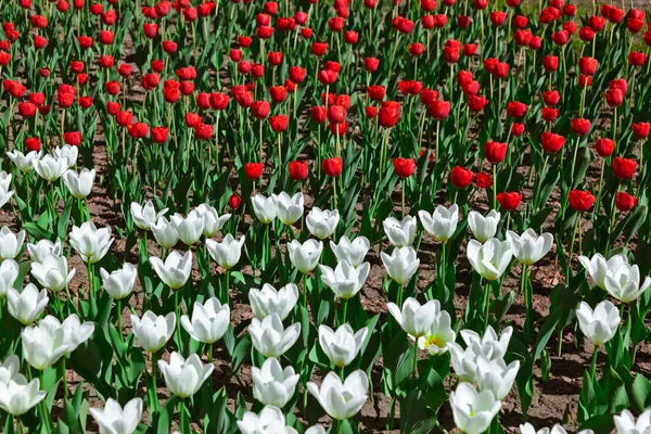 Bloemen - natuur achtergrond — Stockfoto