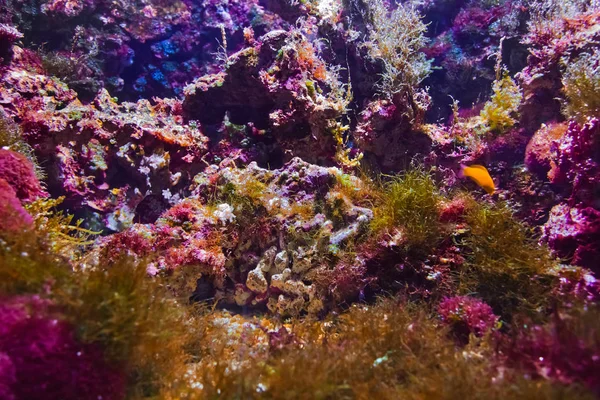 Peixes e corais recifes — Fotografia de Stock