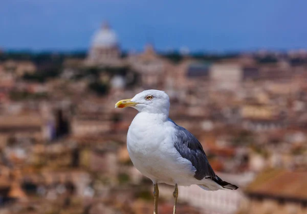 Seagull and Rome Italy cityscape — Stock Photo, Image