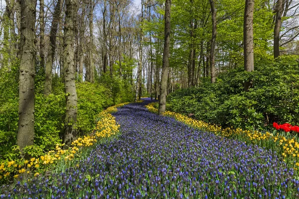 Çiçek Bahçe Keukenhof Hollanda — Stok fotoğraf