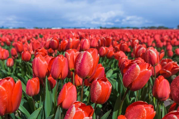 Kapky vody na květiny - pole poblíž Keukenhof Nizozemsko — Stock fotografie